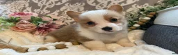 Welsh Corgi Pembroke dogs for sale: Scout - Ad 12