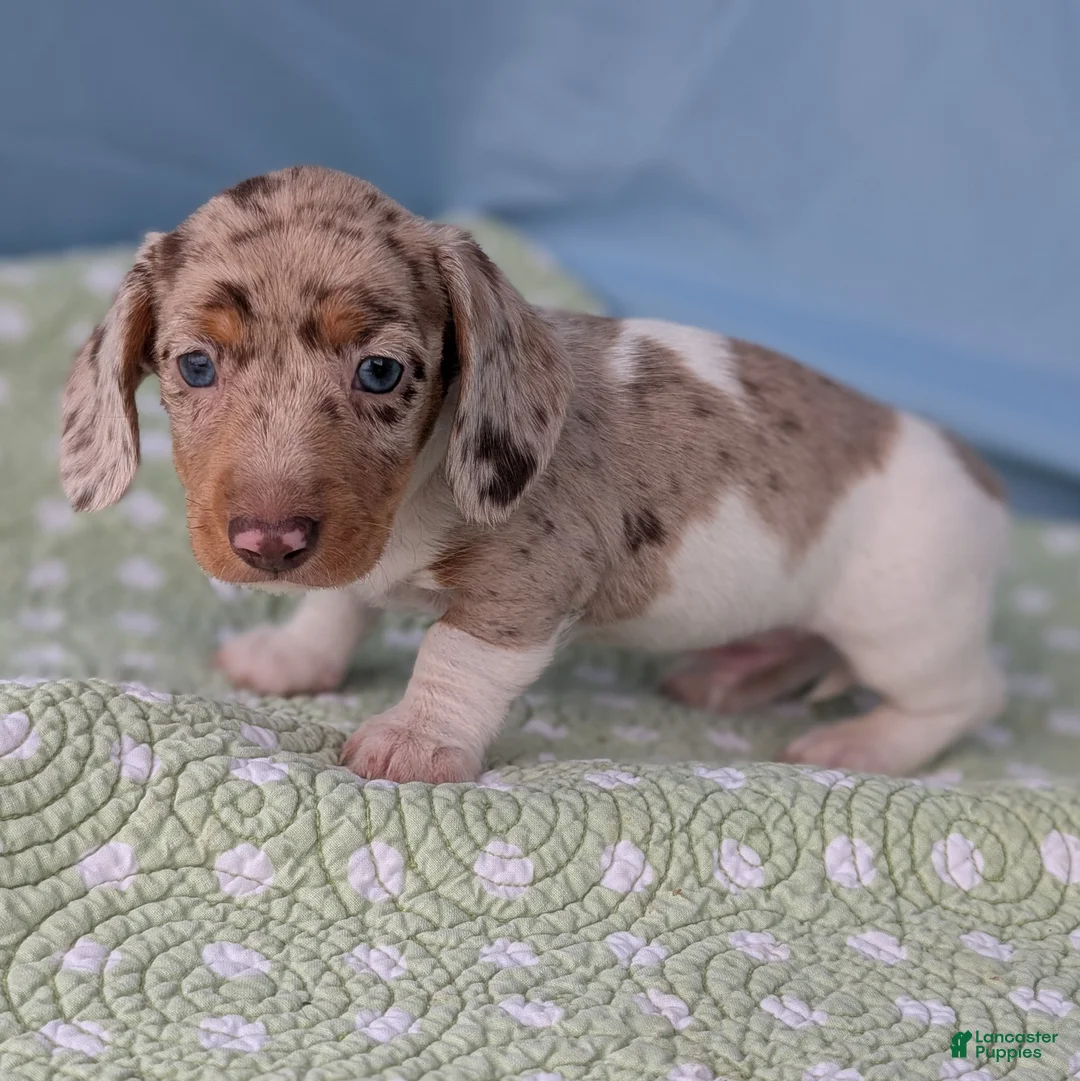 Miniature Dachshund dogs for sale: Cream - Ad 9