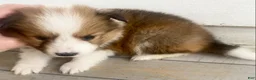 Shetland Sheepdog dogs for sale: Sylvan  - Ad 4