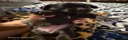 Mixed Breed dogs for sale:  Toy size Malchi - Ad 10