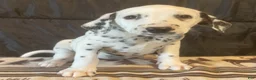 Dalmatian dogs for sale: Lucky - Ad 3