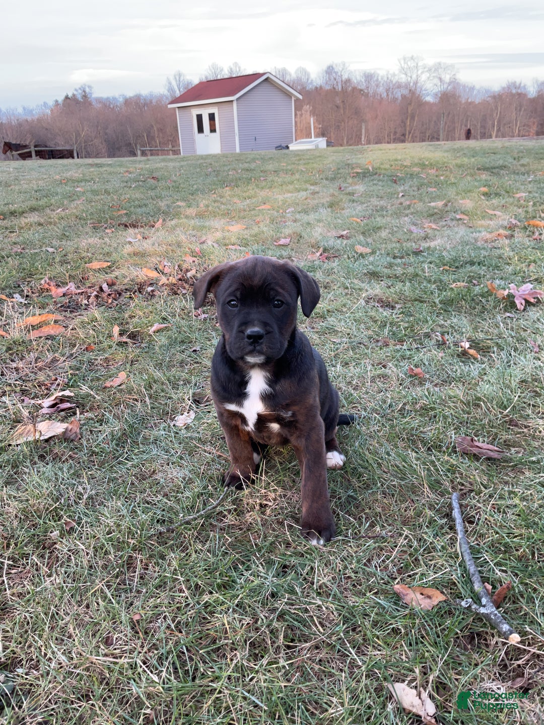 Mixed Breed dogs for sale: Nala - Ad 1