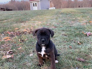 Mixed Breed dogs Nala - Ad 37