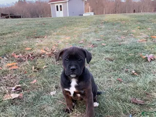 Mixed Breed dogs Nala - Ad 22