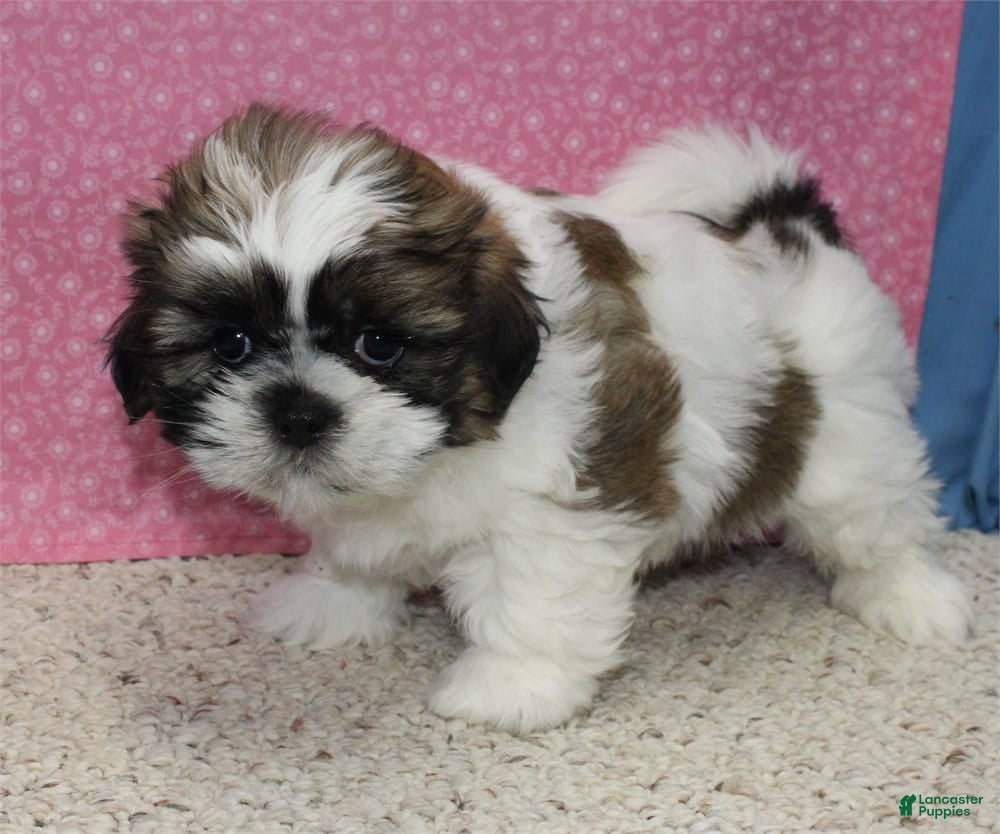 Shih Tzu dogs for sale: Jill - Ad 13