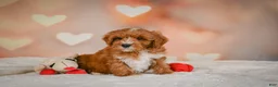 Cavapoo dogs for sale: Claire - Ad 3