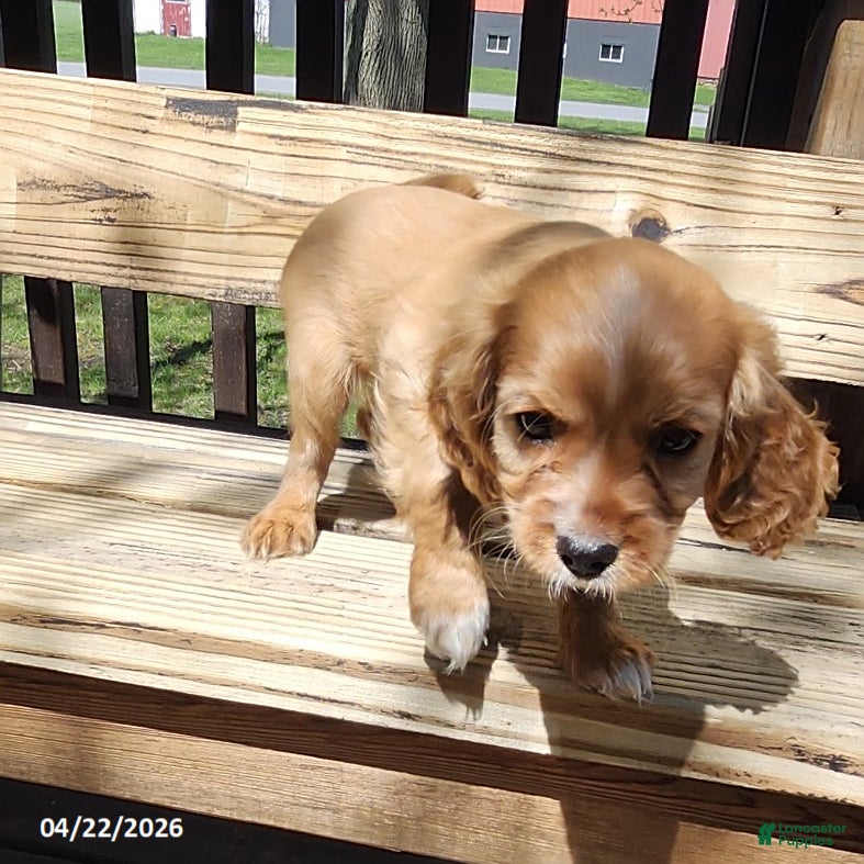 Cavapoo dogs Charm  - Ad 2