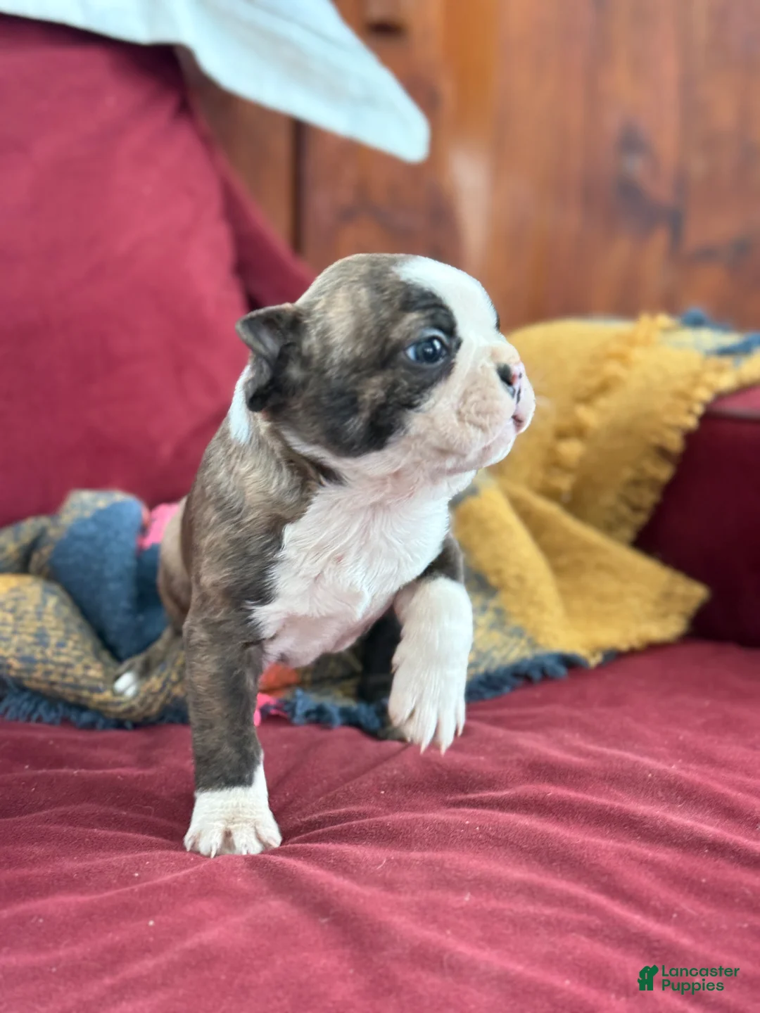 Boston Terrier dogs for sale: Benji - Ad 12