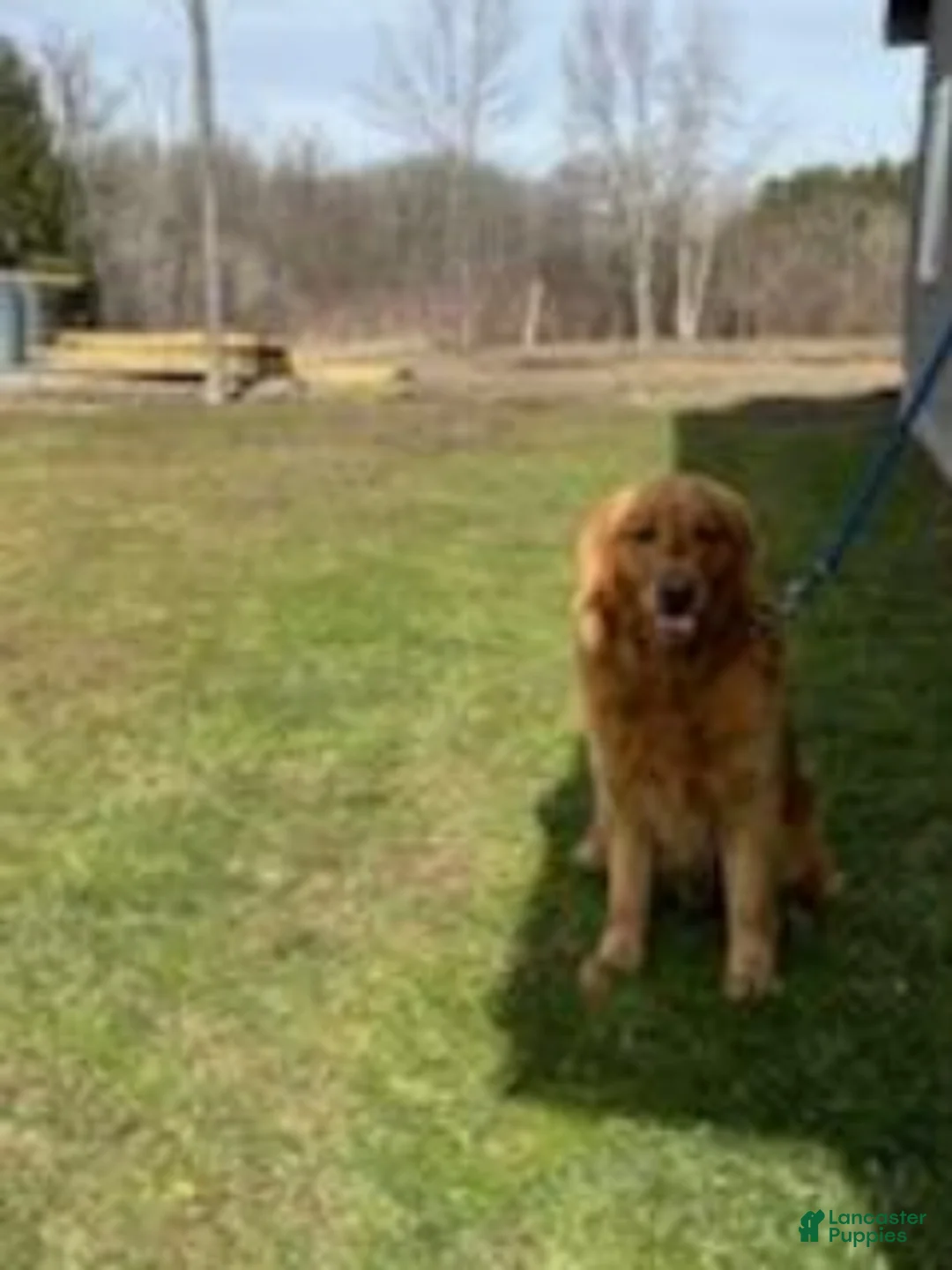 Golden Retriever dogs for sale: Lilac - Ad 5