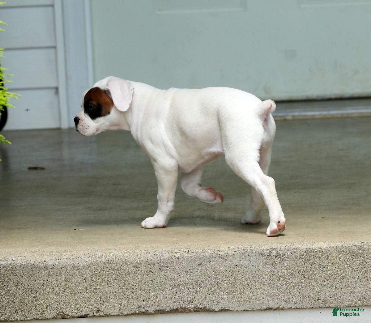 Boxer dogs Cookie - Ad 2