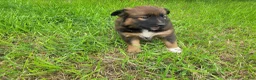 Mixed Breed dogs for sale: Ashley  - Ad 3