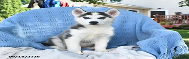 Neil