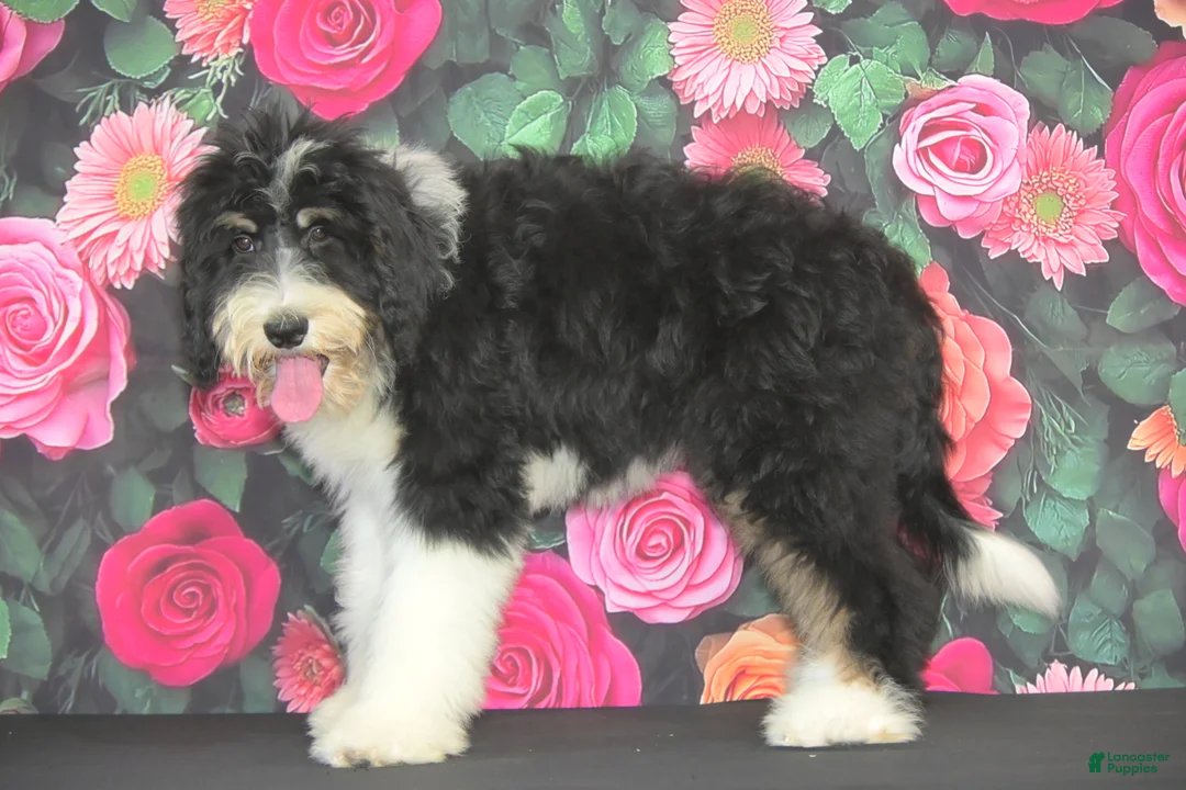 Bernedoodle dogs for sale: Bernedoodle 2 - Ad 2