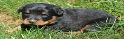 Rottweiler dogs for sale: Baxter Rottweiler 2 - Ad 3