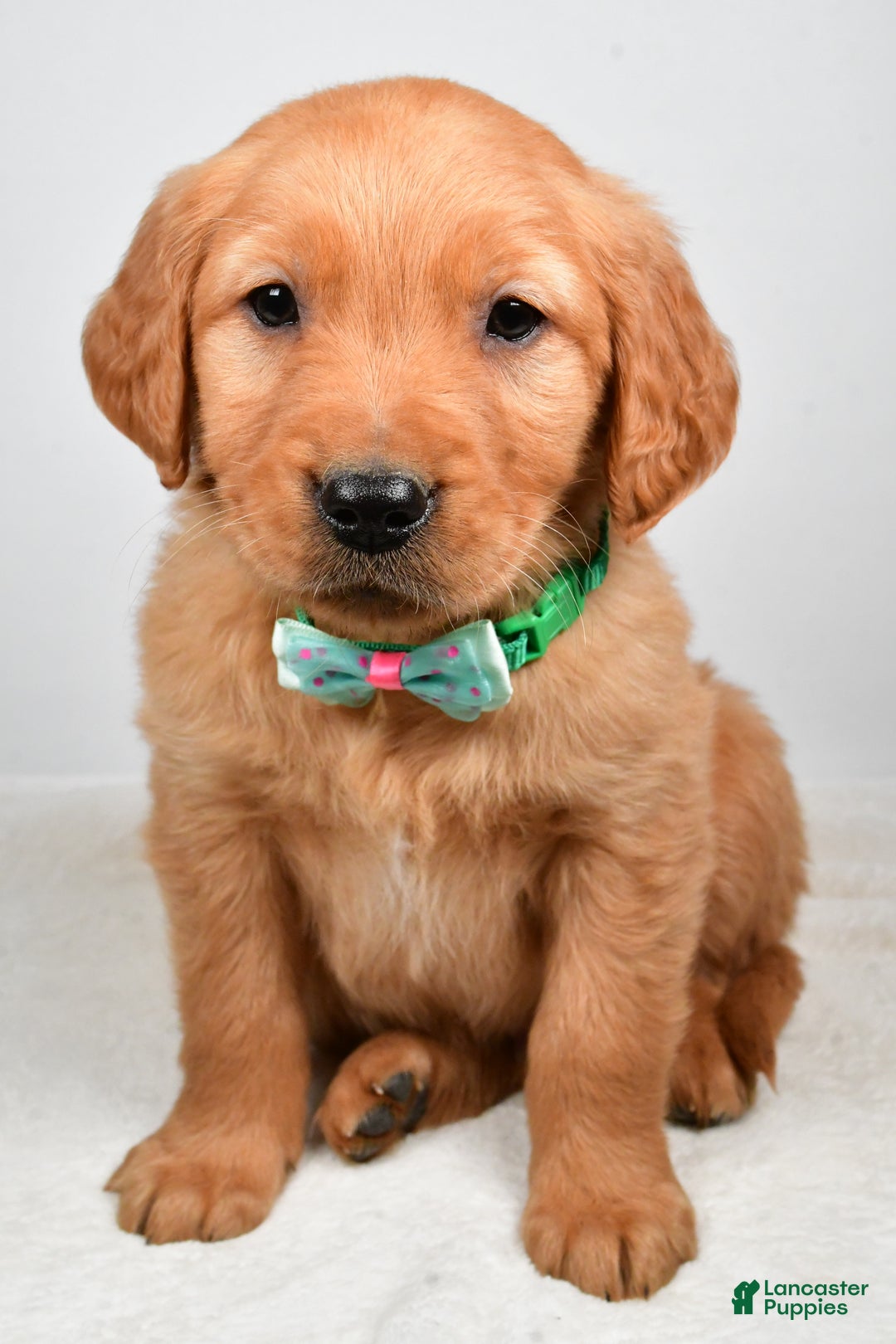 Golden Retriever dogs for sale: Kaden - Ad 6