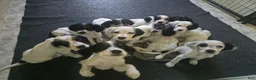 English Setter dogs for sale: English Setter 7 - Ad 3