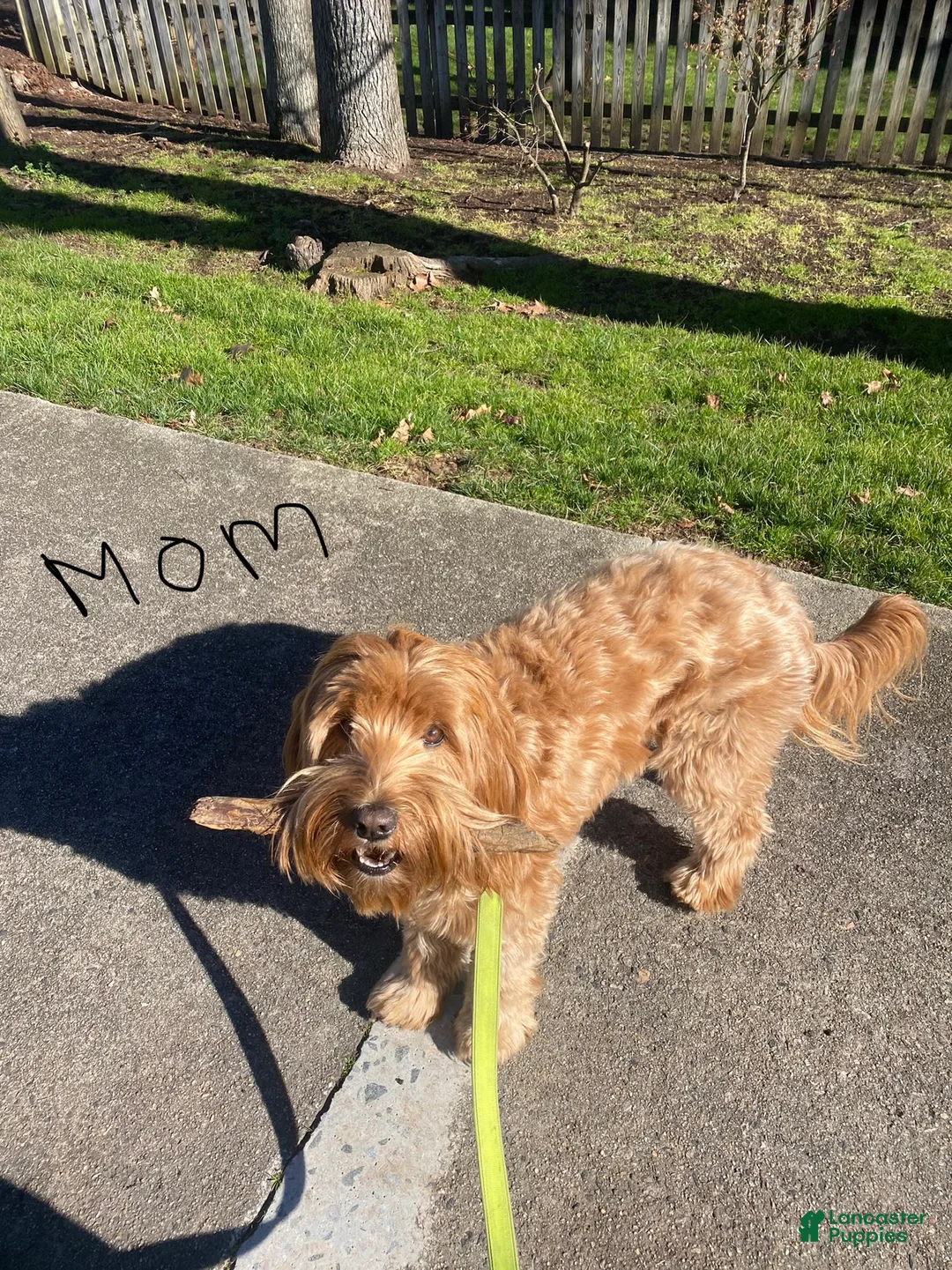 Gallery Image {{count}}