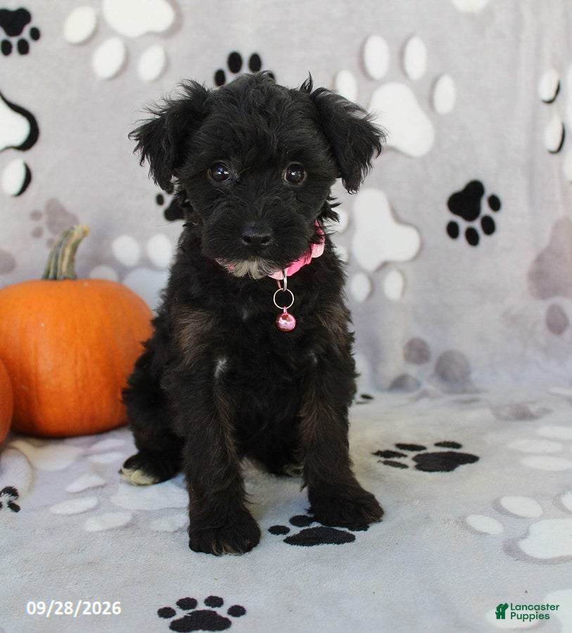 Yorkiepoo dogs Stella - Ad 1