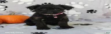 Stella