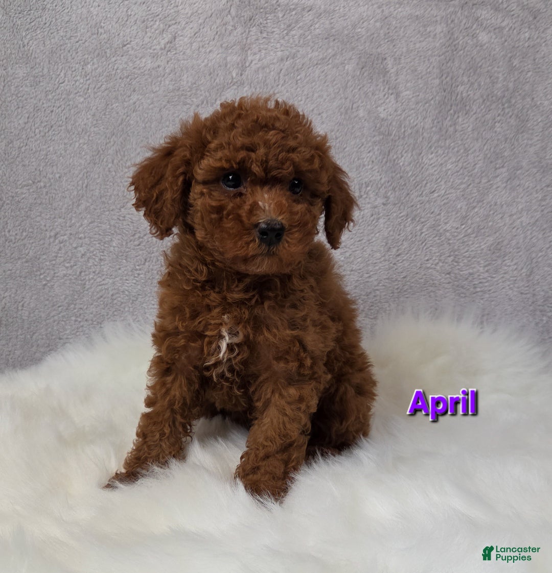 Miniature Poodle dogs for sale: April - Ad 2