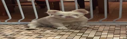 French Bulldog dogs for sale: Dolce  - Ad 15