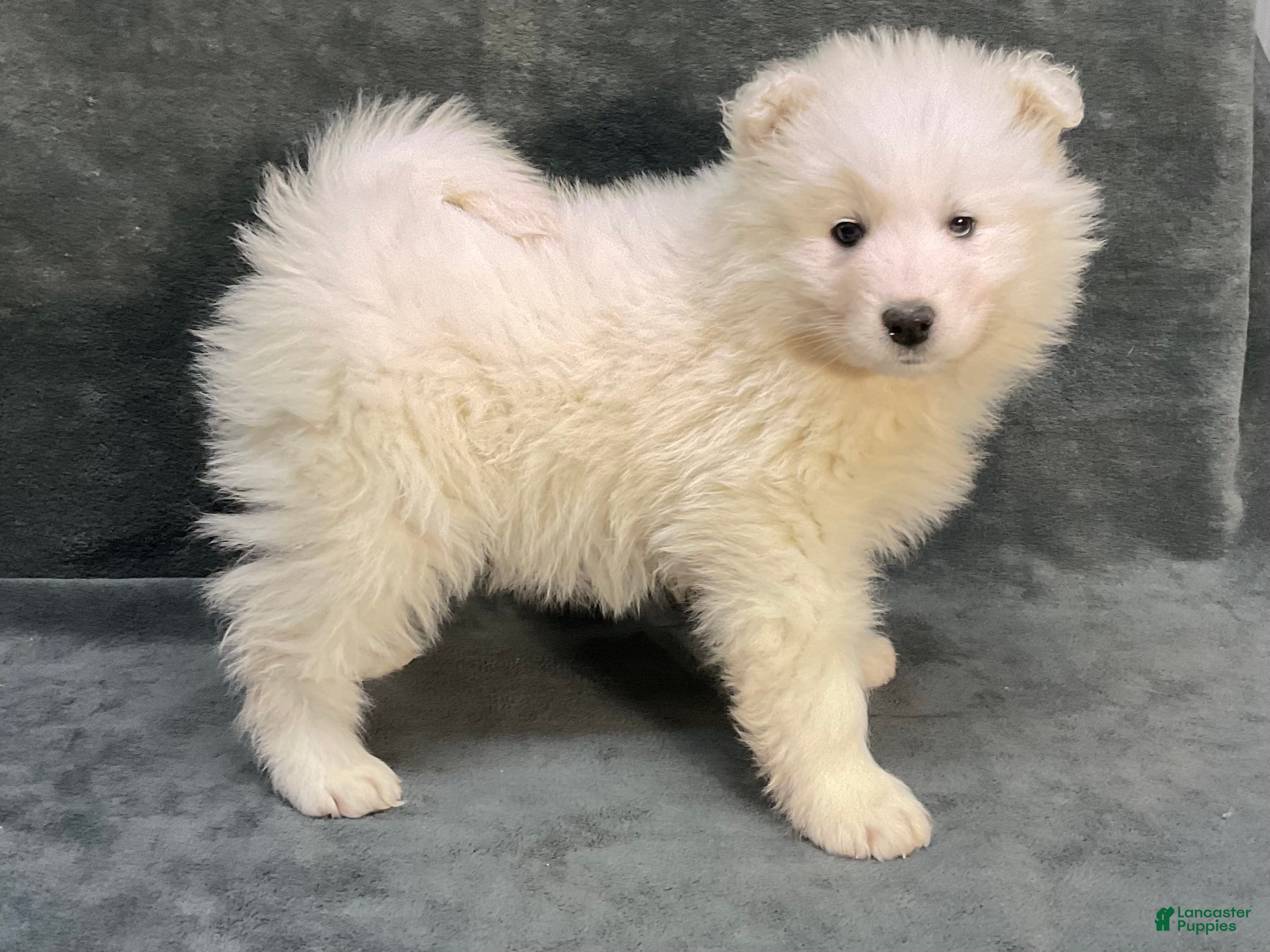 Samoyed dogs Sawyer - Ad 5