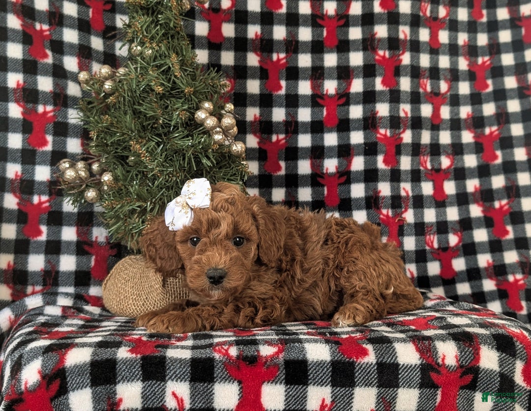 Mixed Breed dogs for sale: Charlene Hypoallergenic - Ad 5