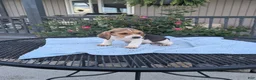 Beagle dogs for sale: Rascal - Ad 3