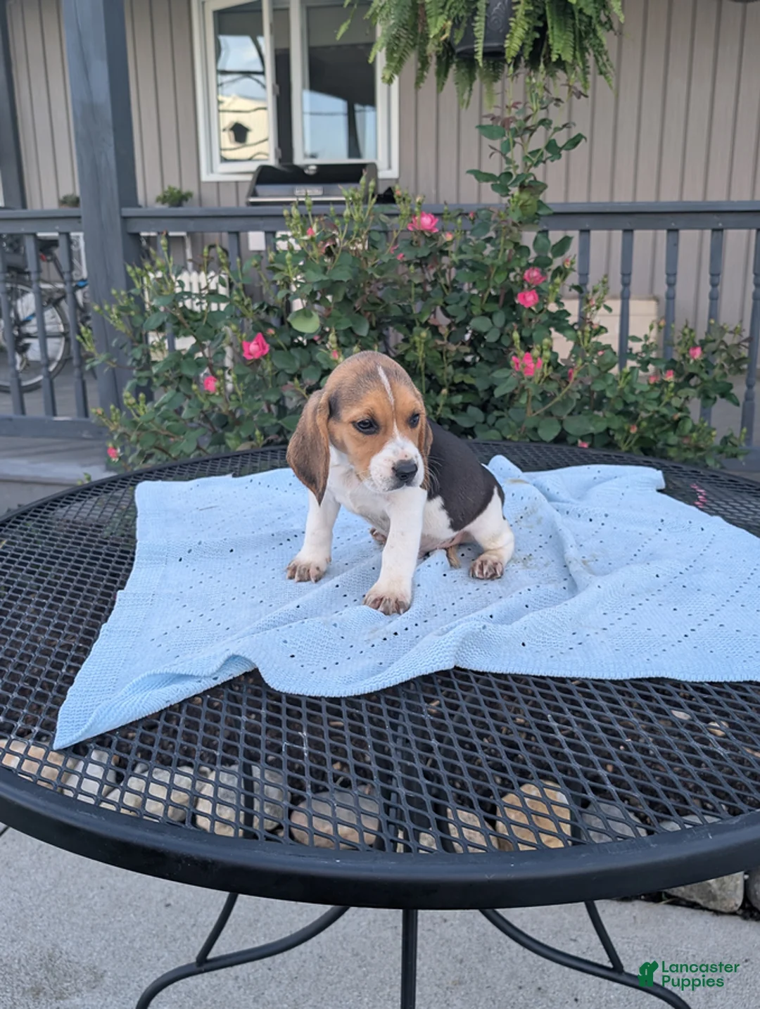 Beagle dogs for sale: Rascal - Ad 3