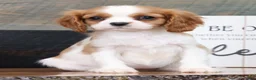 Cavalier King Charles Spaniel dogs for sale: Paula - Ad 1