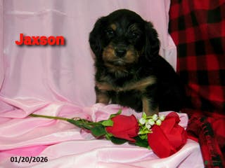 Labradoodle dogs Jaxson - Ad 10
