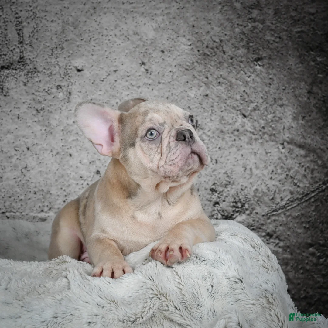 French Bulldog dogs for sale: Axel - Ad 4