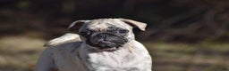 Pug dogs for sale: Pug Puppy Honeycrisp - Ad 2