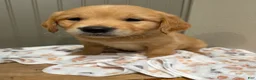 Golden Retriever dogs for sale: Blue collar  - Ad 3