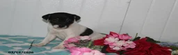 Jack Russell Terrier dogs for sale: Maggie - Ad 5