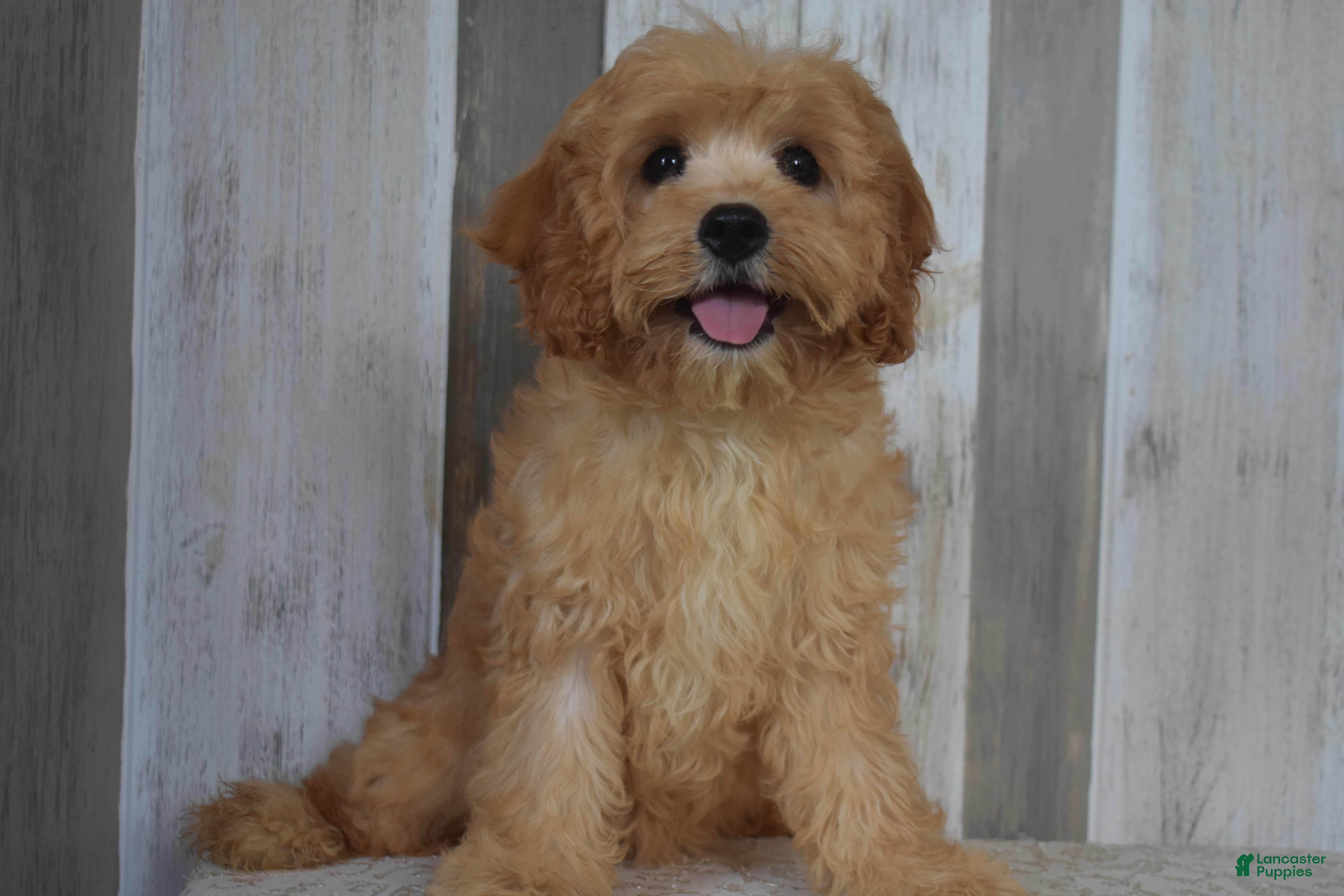 Cavapoo dogs Melody - Ad 1