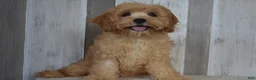 Cavapoo dogs for sale: Melody - Ad 1