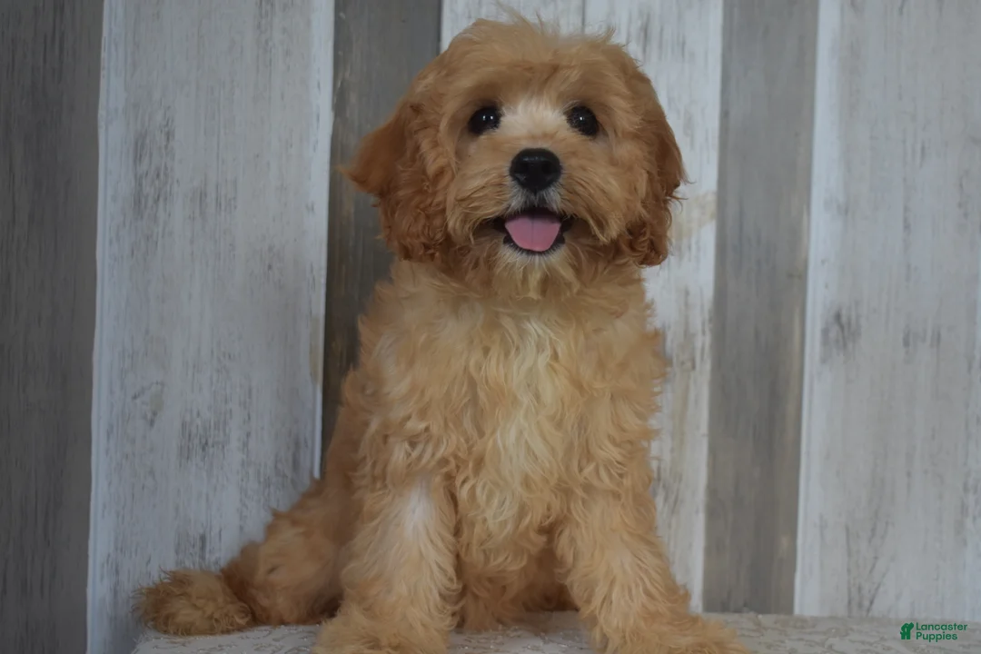 Cavapoo dogs for sale: Melody - Ad 1