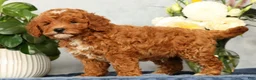Mini Goldendoodle dogs for sale: Quinn - Ad 3