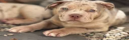 American Bully dogs for sale: Lucy - Ad 1