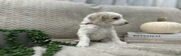 Goldendoodle dogs for sale: Lavender 💜 - Ad 44