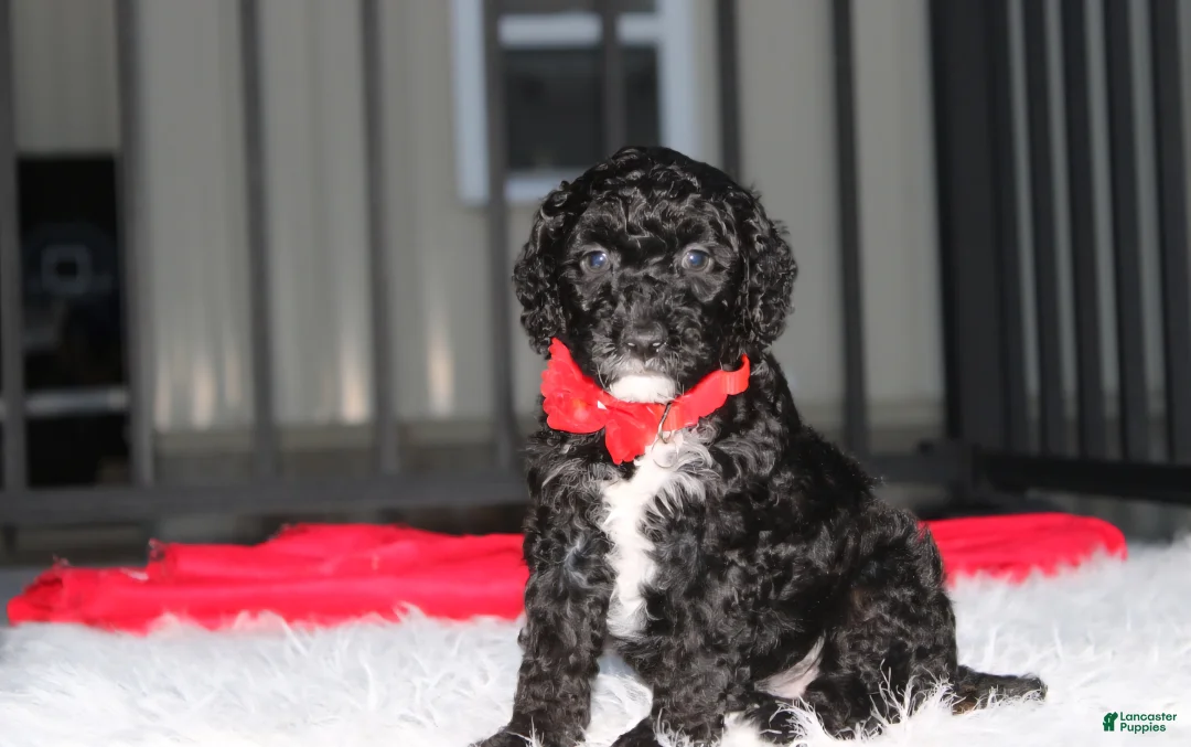 Miniature Poodle dogs for sale:  Bobby - Ad 9