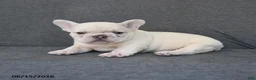 French Bulldog dogs for sale: Nelson - Ad 4