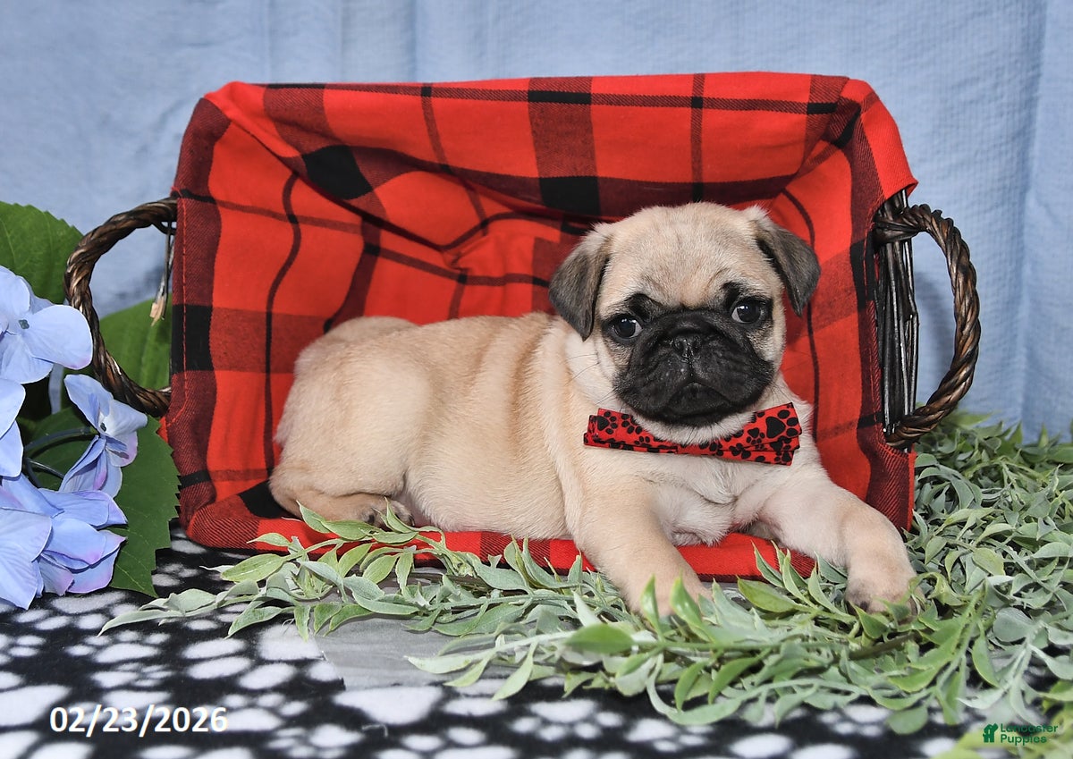 Pug dogs Calvin - Ad 1