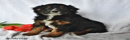 Mixed Breed dogs for sale: Brady - Ad 3