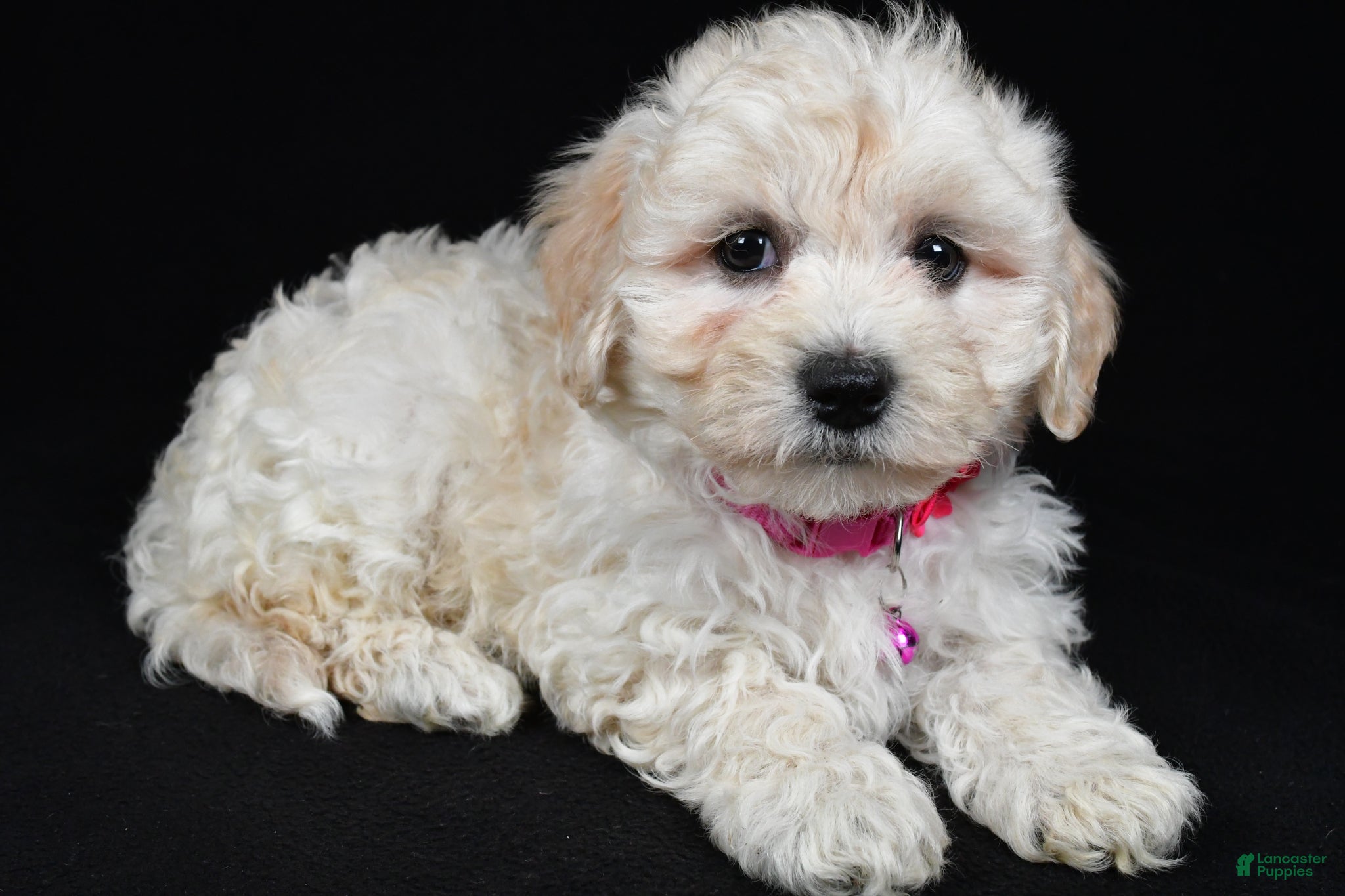 Maltipoo dogs Trixie - Ad 1