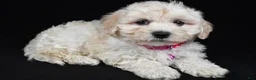 Maltipoo dogs for sale: Trixie - Ad 1