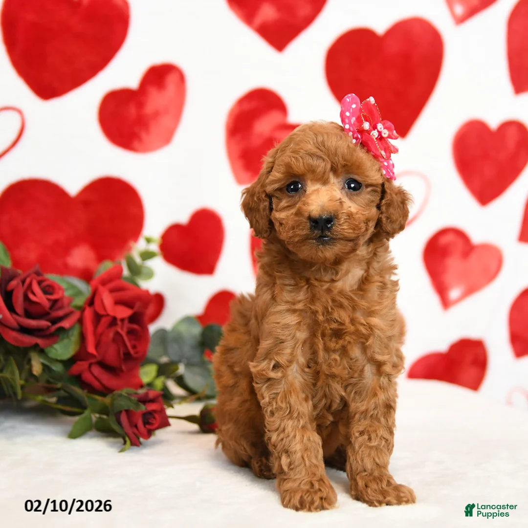 Miniature Poodle dogs for sale: Hearts - Ad 4