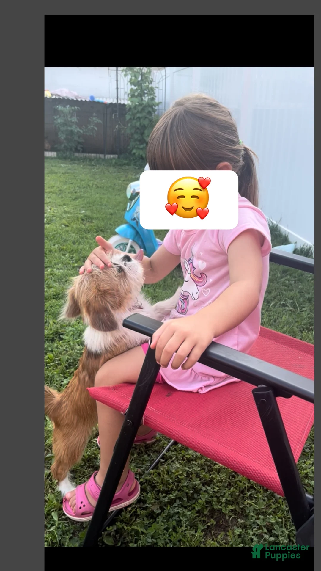 Mixed Breed dogs for sale: Meet Rosie, Sweet, Loving & Playful 5-Month-Old Puppy 🐶 - Ad 13