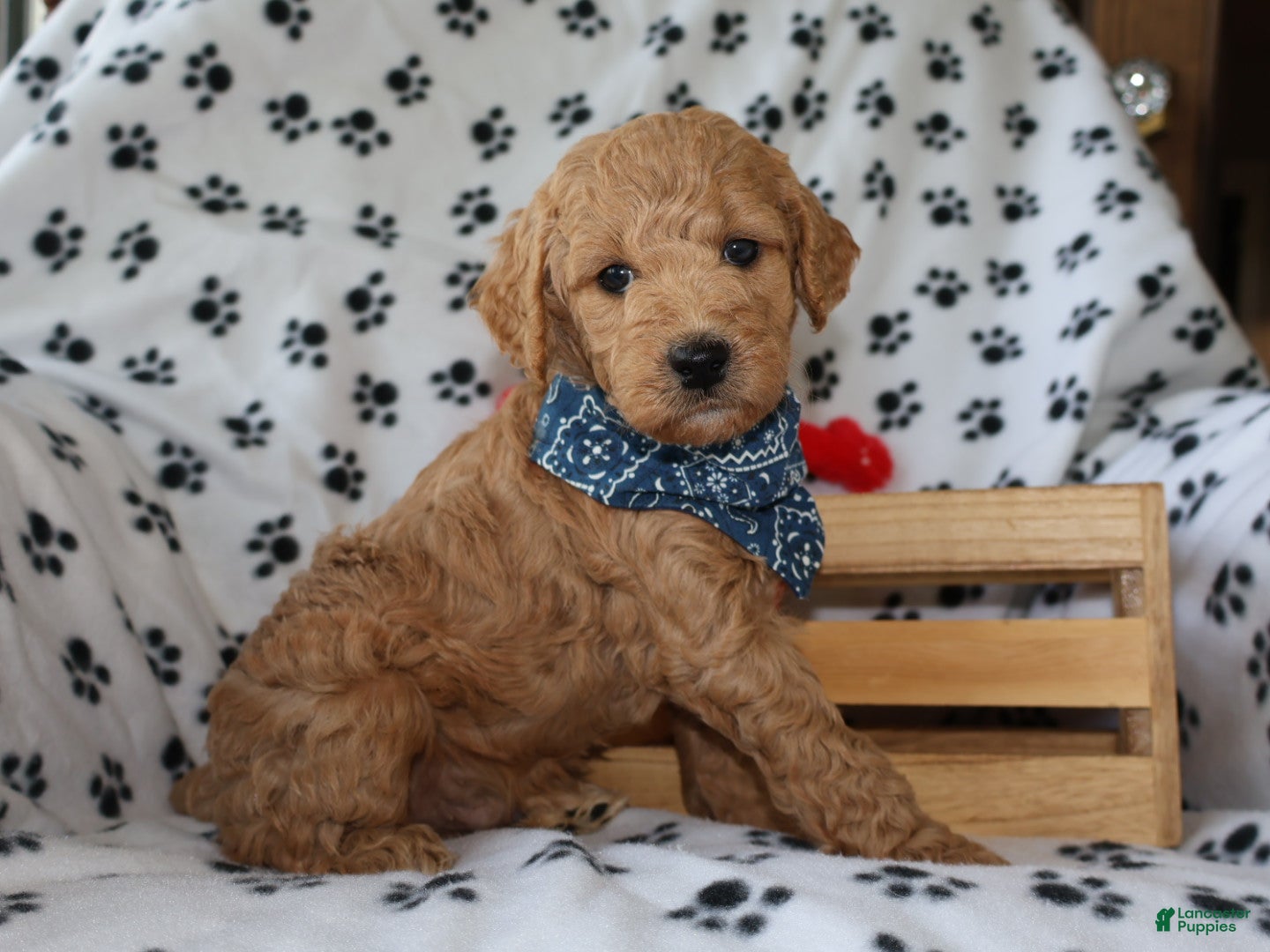 Mini Goldendoodle dogs Billy boy - Ad 2